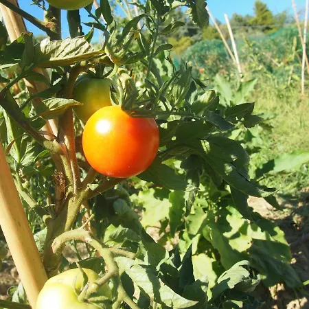 Πανσιόν Ardizio 43 *