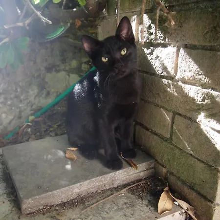 Ardizio 43 בית הארחה