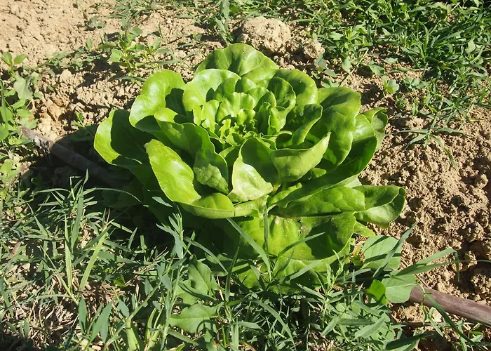 Ardizio 43 Πανσιόν *