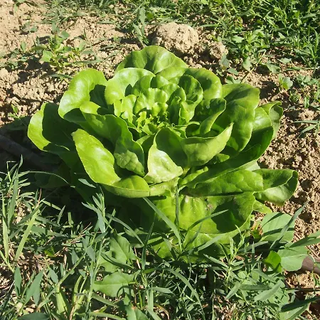 Ardizio 43 Pensionat *