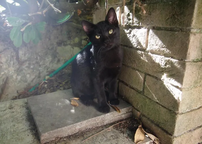 Ardizio 43 Guest house